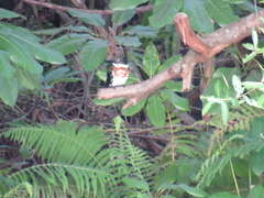 Chloroceryle amazona