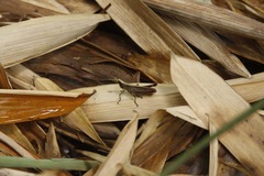 Maculiparia rotundata