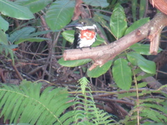 Chloroceryle amazona