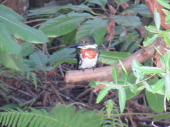 Chloroceryle amazona