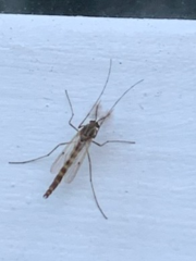 Anopheles annulipes