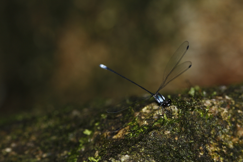Dimeragrion percubitale