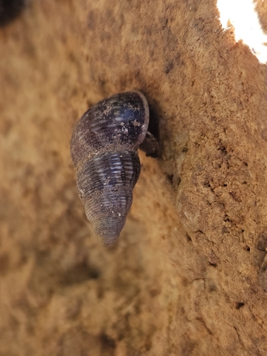 Tudorella ferruginea