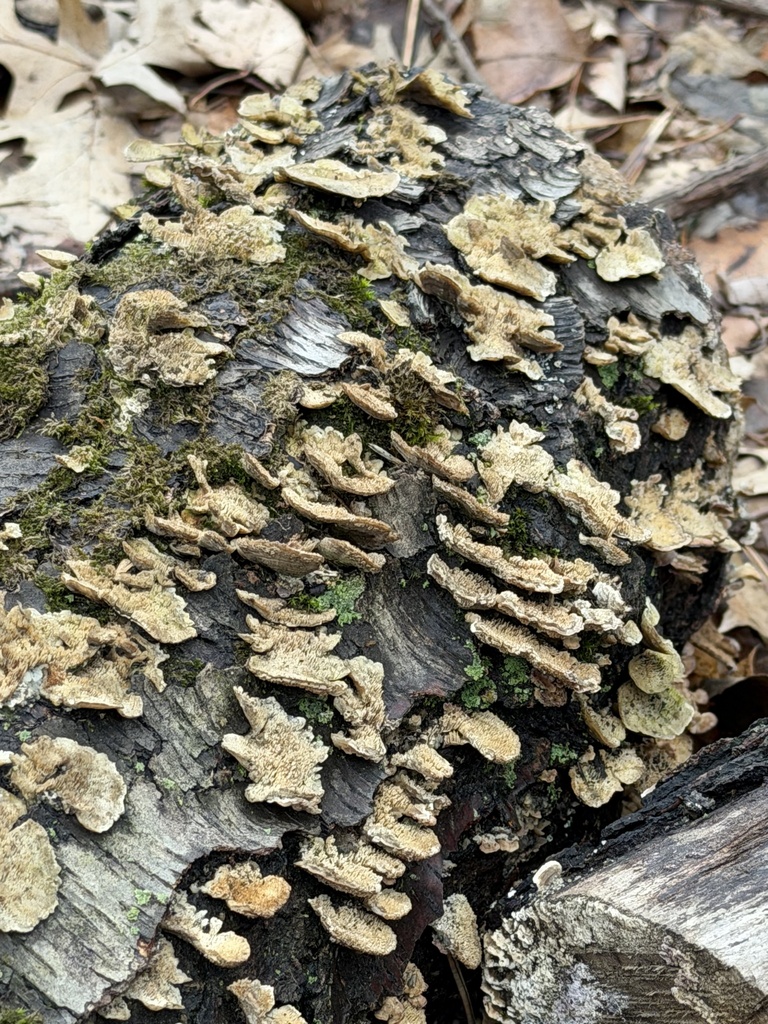 Trichaptum biforme · March 2026 · photo: © biodiversian (iNaturalist, cc-by)