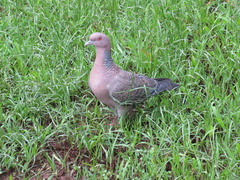 Patagioenas picazuro