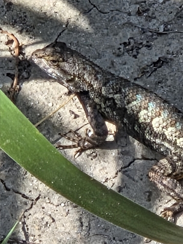 iNaturalist observation photo of Western Fence Lizard