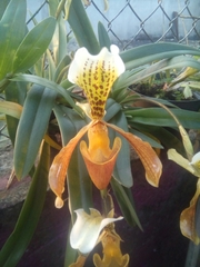 Paphiopedilum
