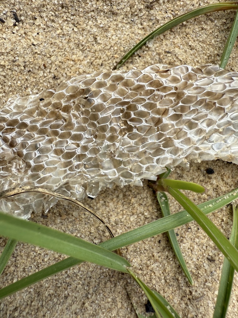 Colubrine Snakes from Frostproof, FL, US on March 15, 2026 at 12:20 PM ...