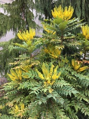 Berberis × hortensis