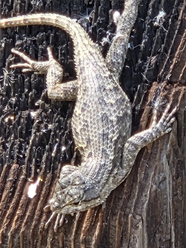 iNaturalist observation photo of Western Fence Lizard