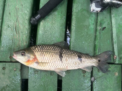 Threestripe leporinus (Leporinus trifasciatus) — Anostomidae — 3