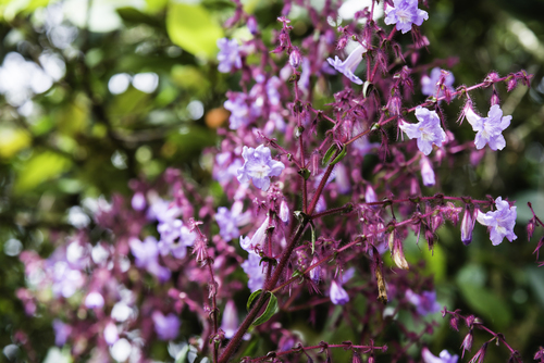 Palani Coneflower (Strobilanthes pulcherrima)