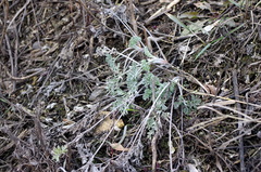 Artemisia absinthium