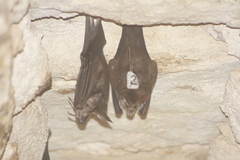 Chrotopterus auritus