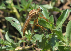 Diogmites angustipennis