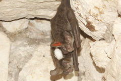 Chrotopterus auritus