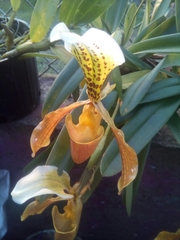 Paphiopedilum