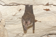 Chrotopterus auritus