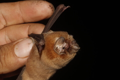 Mormoops megalophylla