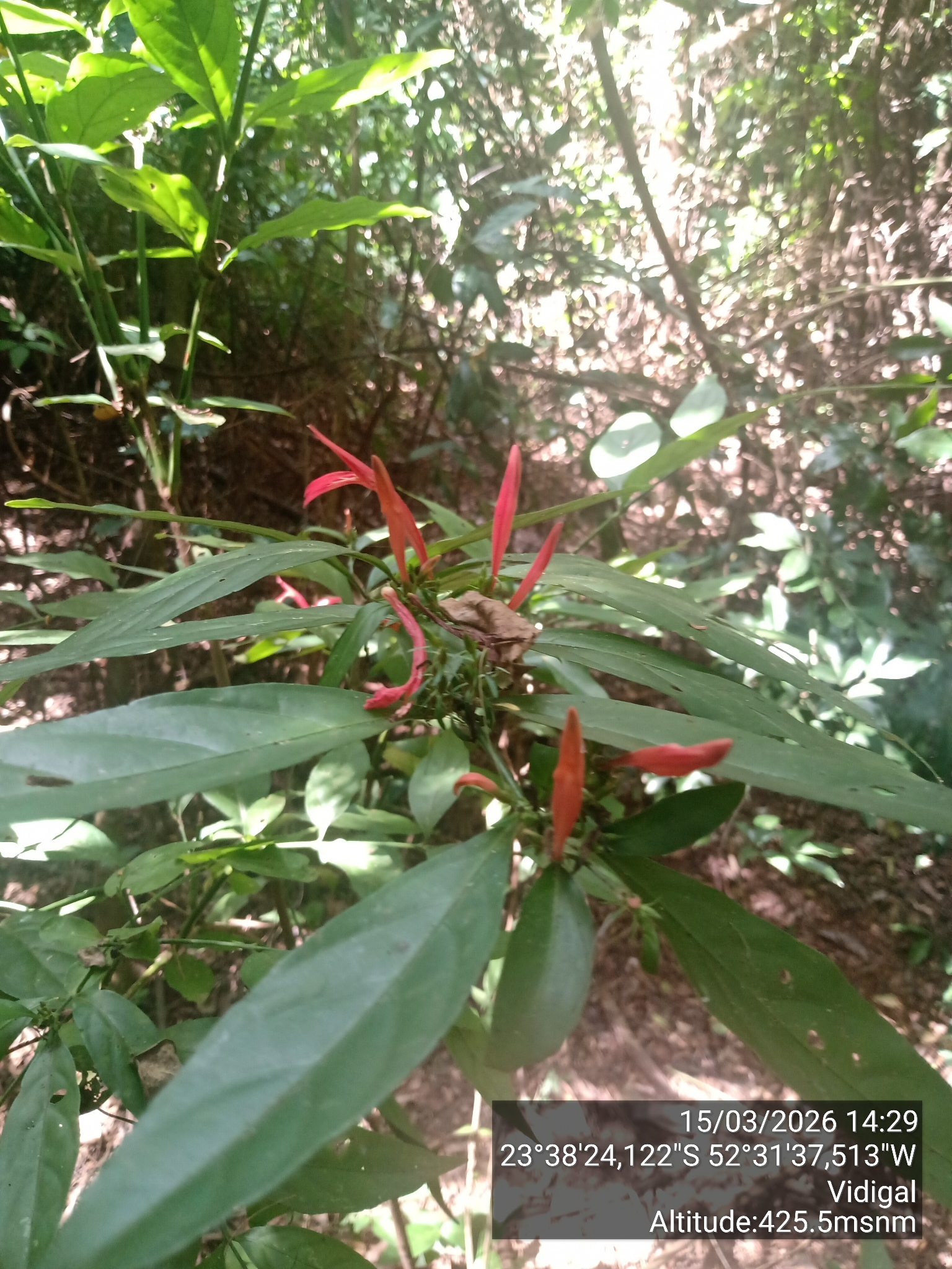 Justicia brasiliana
