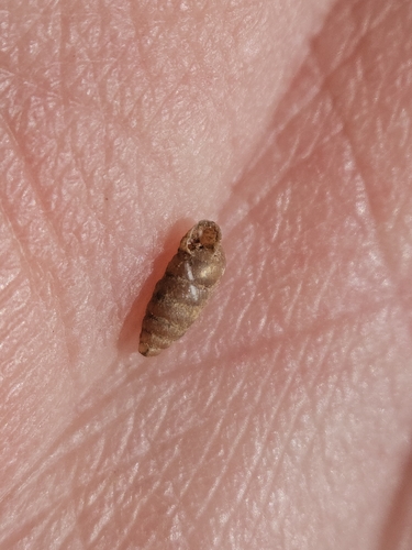 Granopupa granum