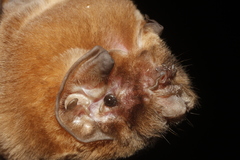 Mormoops megalophylla