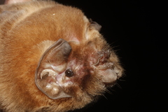 Mormoops megalophylla