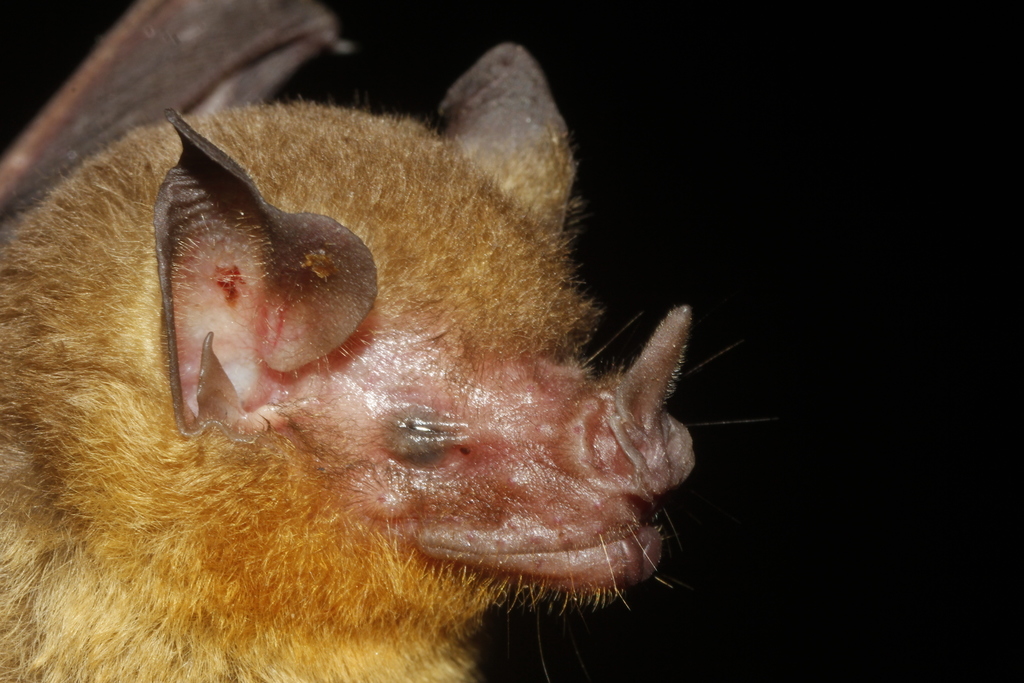 Yellow-throated Big-eared Bat