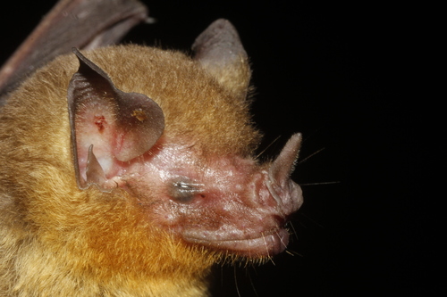 Yellow-throated Big-eared Bat