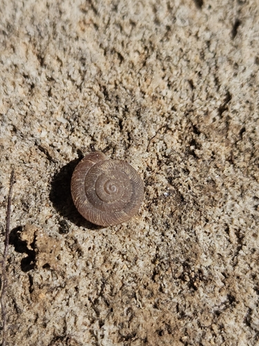 Caracollina lenticula