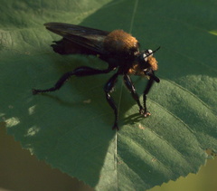 Laphria lata