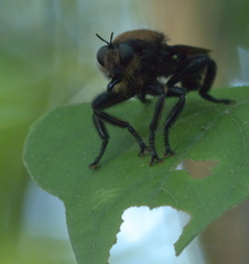 Laphria lata