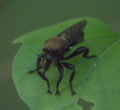 Laphria lata