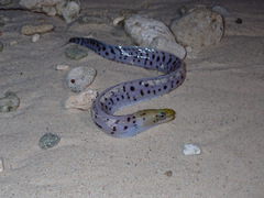 Darkspotted Moray photo 5