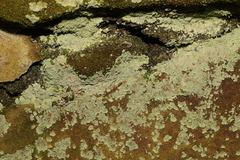 Lepraria membranacea