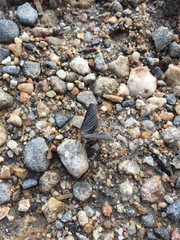 Melanchroia chephise