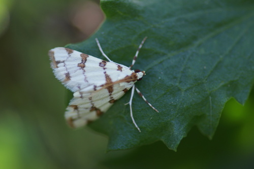 iNaturalist observation photo of Eight-barred Lygropia Moth