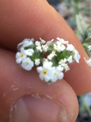 Cryptantha utahensis