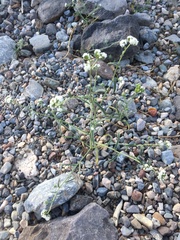 Cryptantha utahensis