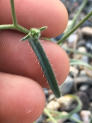 Cryptantha utahensis