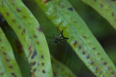Micrathena pichincha
