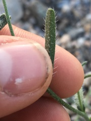 Cryptantha utahensis