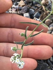 Cryptantha utahensis