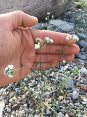 Cryptantha utahensis