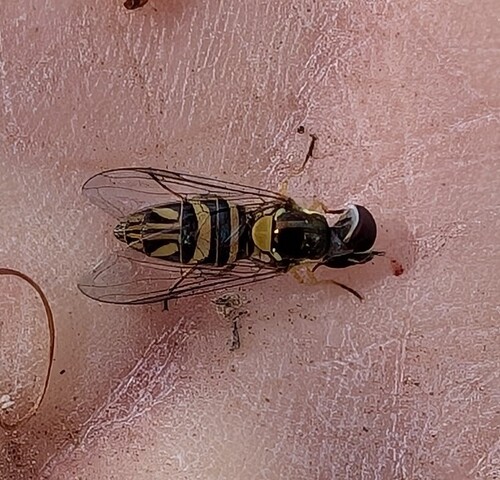 Unknown species found near Lakeside, CA, USA