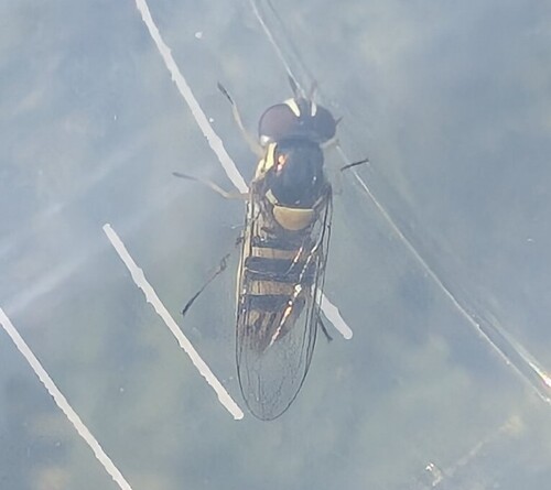 Unknown species found near Lakeside, CA, USA