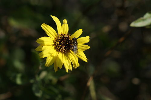 Unknown species found near San Joaquin Marsh, Irvine, CA 92612, USA