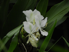 Hedychium coronarium