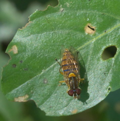 Toxomerus jussiaeae