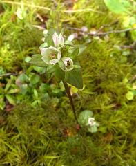 Gentianella chathamica nemorosa